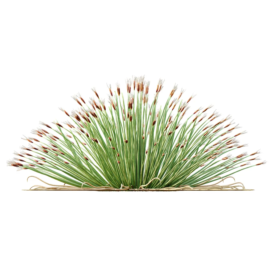 AV Plant Trichophorum Cespitosum Tufted Bulrush Rasenbinse Deer Grass Image 1