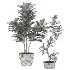 Fiddle Leaf Fig- Ficus Lyrata-set-022 - Thumbnail 4