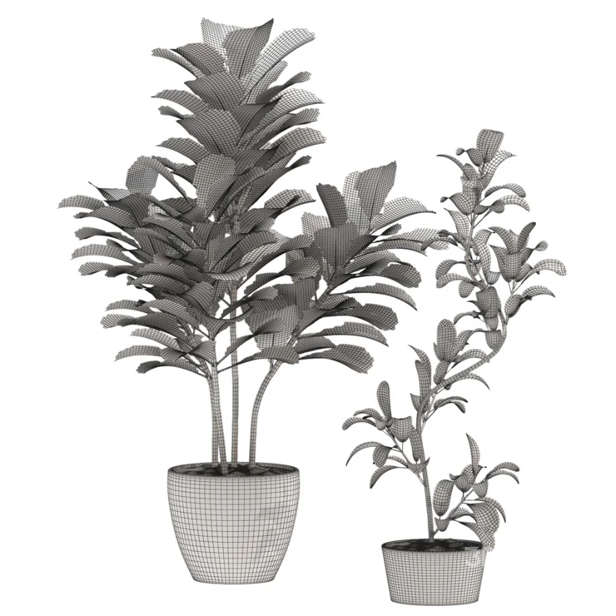 Fiddle Leaf Fig- Ficus Lyrata-set-022 Image 4