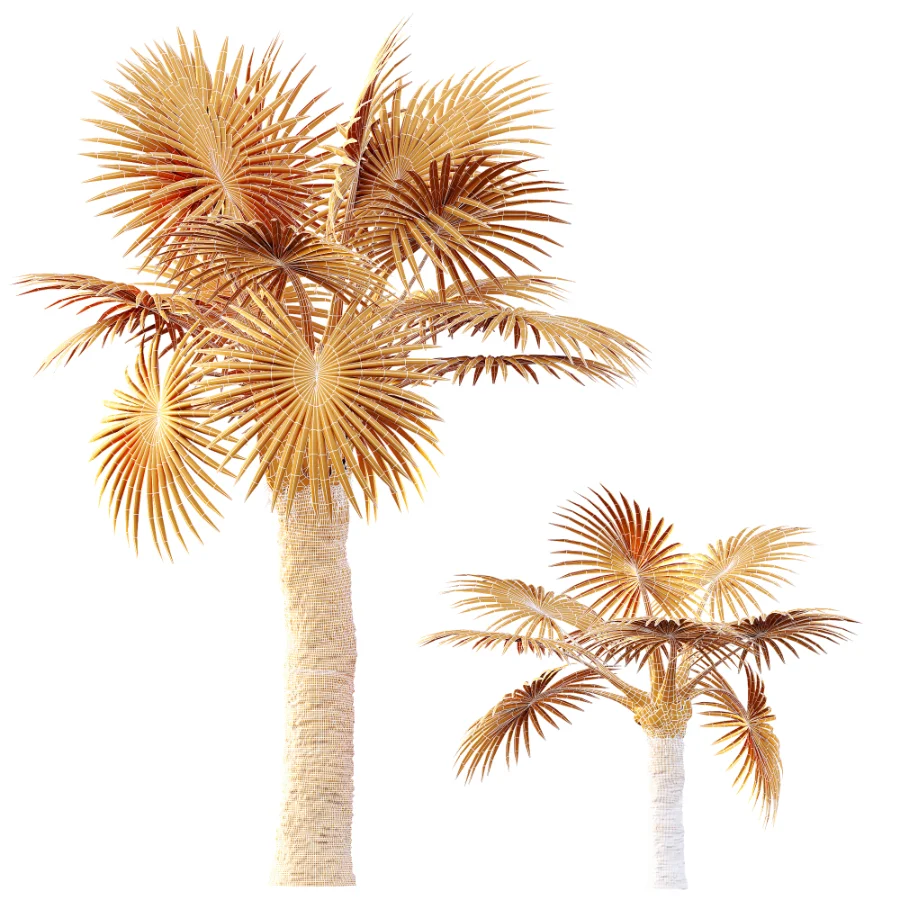 AV Plant Bismarckia Nobilisi Palm Tree 01 Image 10