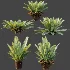 AV Plant Neottopteris Nidus 6 Palm Bush 01 - Thumbnail 9