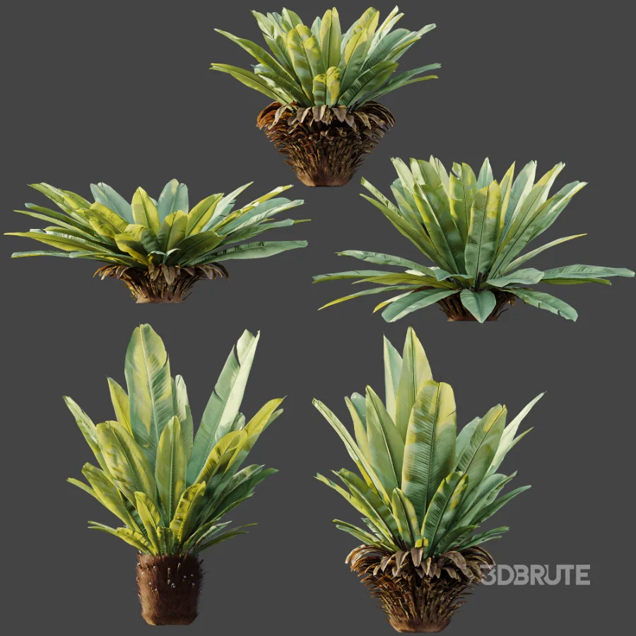 AV Plant Neottopteris Nidus 6 Palm Bush 01 Image 9