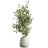 AV Indoor Plants Set 610 Orange Tree Ficus Alnus Glutinosa Lemon Lime - Thumbnail 1