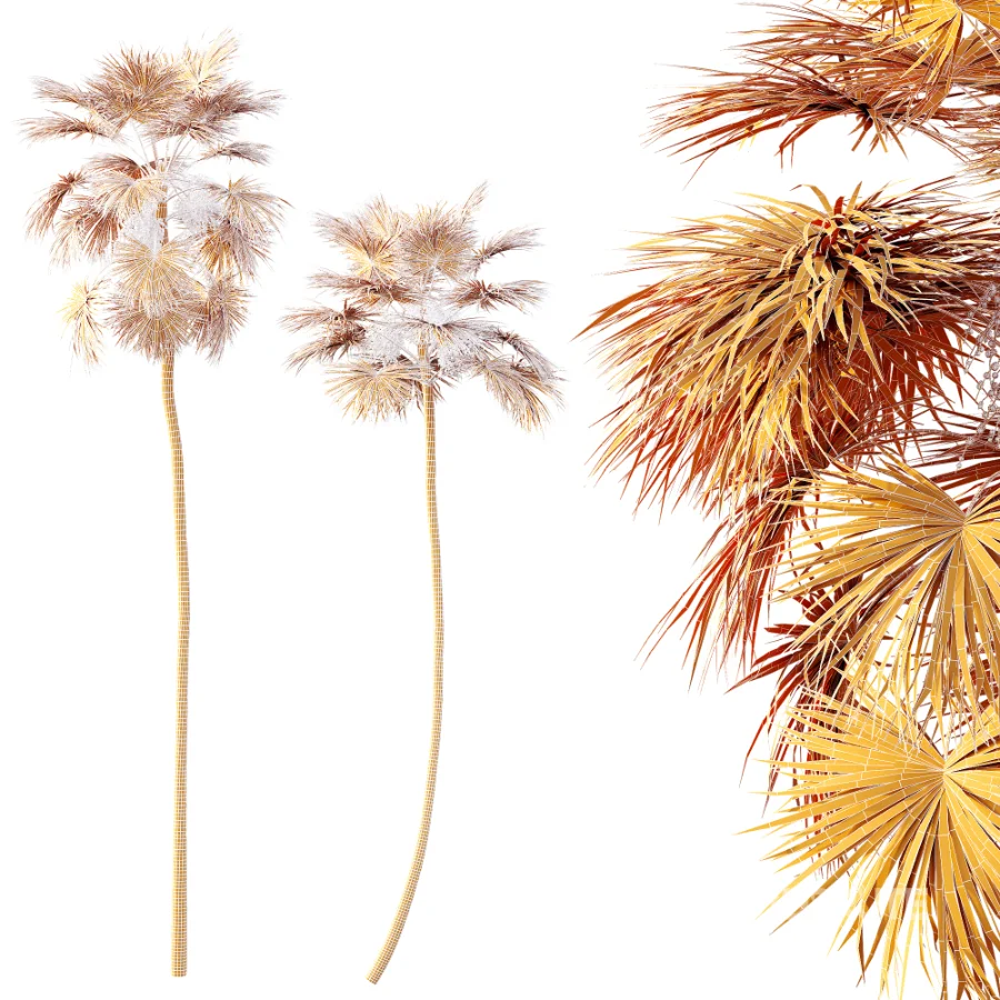 AV Plant Saribus Rotundifolius Palm Tree 01 Image 7