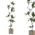 Ficus Benjamina Indoor Plant-set-031 - Thumbnail 1