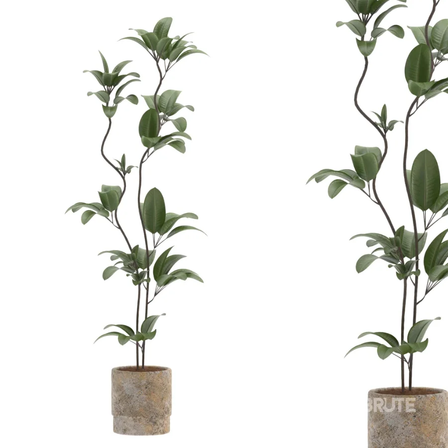 Ficus Benjamina Indoor Plant-set-031 Image 1