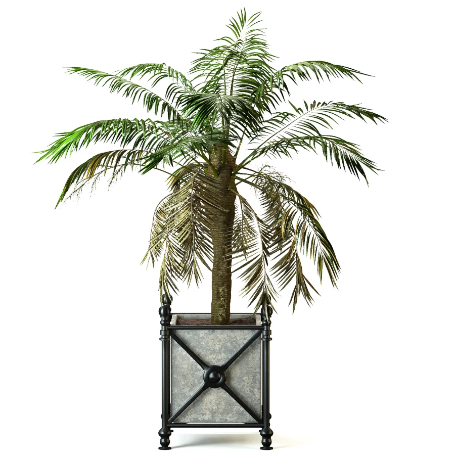 Outdoor Plant 04 – Palm Tree Planter Image 3