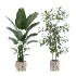 strelitzia-Nicolai-Ficus-Benjamina-Plant-set-028 - Thumbnail 1