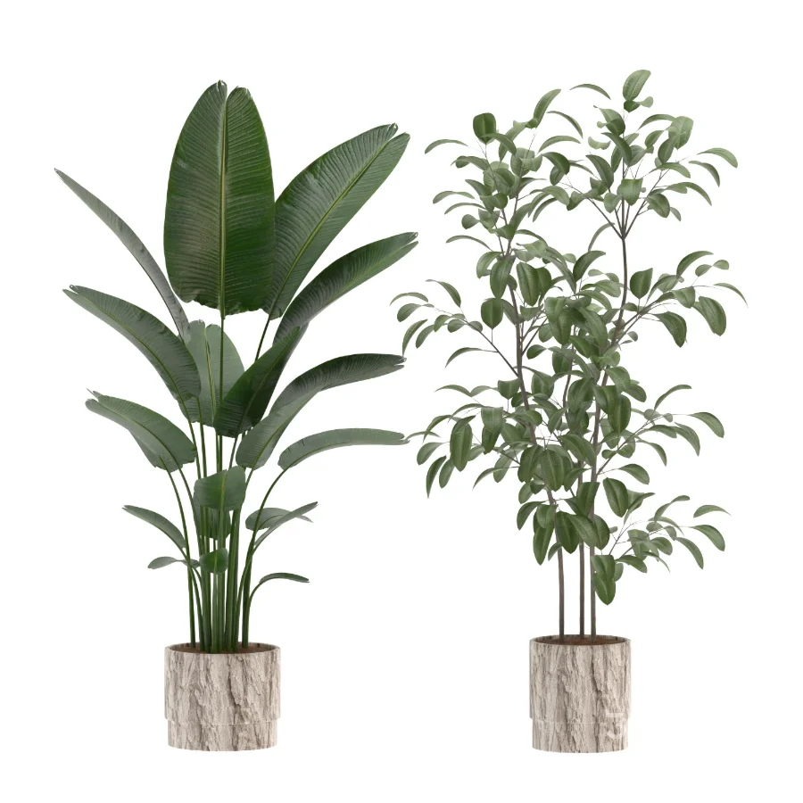 strelitzia-Nicolai-Ficus-Benjamina-Plant-set-028 Image 1