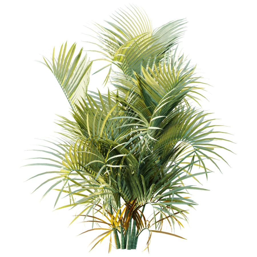 AV Plant Chrysalidocarpus Lutescens Palm Bush 02 Image 2