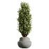 AV Indoor Plants Set 606 Bird Of Paradise Yucca Olive Schefflera Arboricola - Thumbnail 3