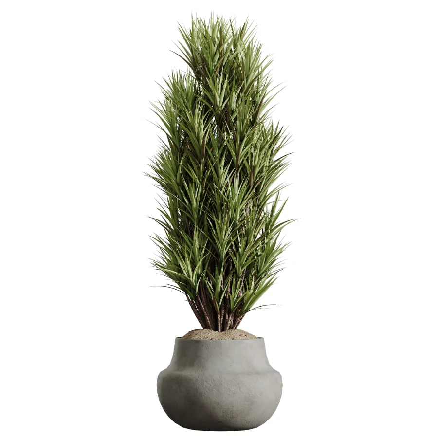 AV Indoor Plants Set 606 Bird Of Paradise Yucca Olive Schefflera Arboricola Image 3