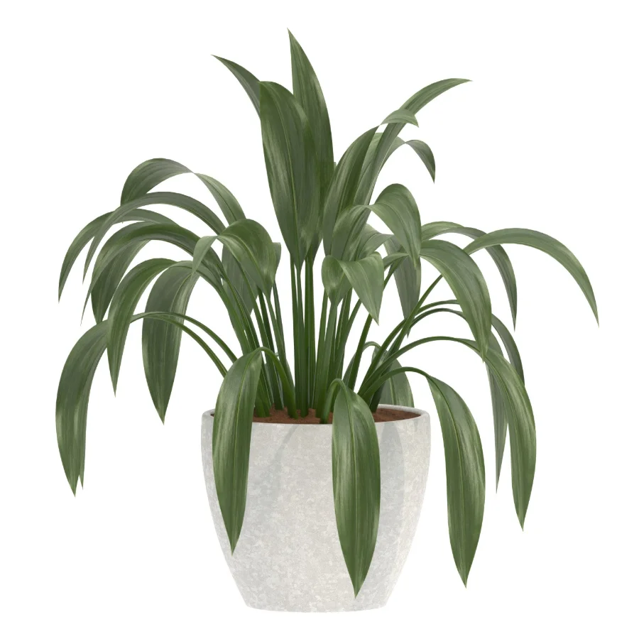 Aspidistra Elatior Potted Plant Image 1