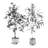 Ficus Benjamina Indoor Plant-set-029 - Thumbnail 2