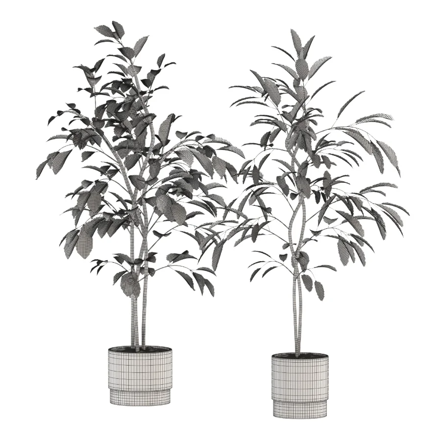 Ficus Benjamina Indoor Plant-set-029 Image 2