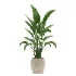 Strelitzia Nicolai Bird of Paradise-set-025 - Thumbnail 2