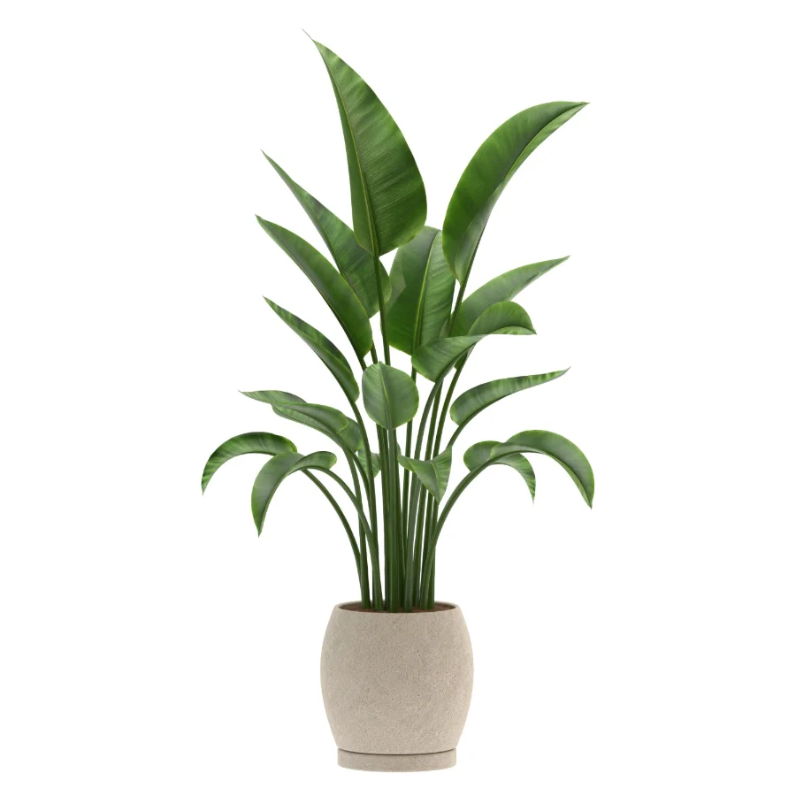 Strelitzia Nicolai Bird of Paradise-set-025 Image 2