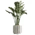 AV Indoor Plants Set 608 Orange Bird Of Paradise Palm Olive - Thumbnail 2