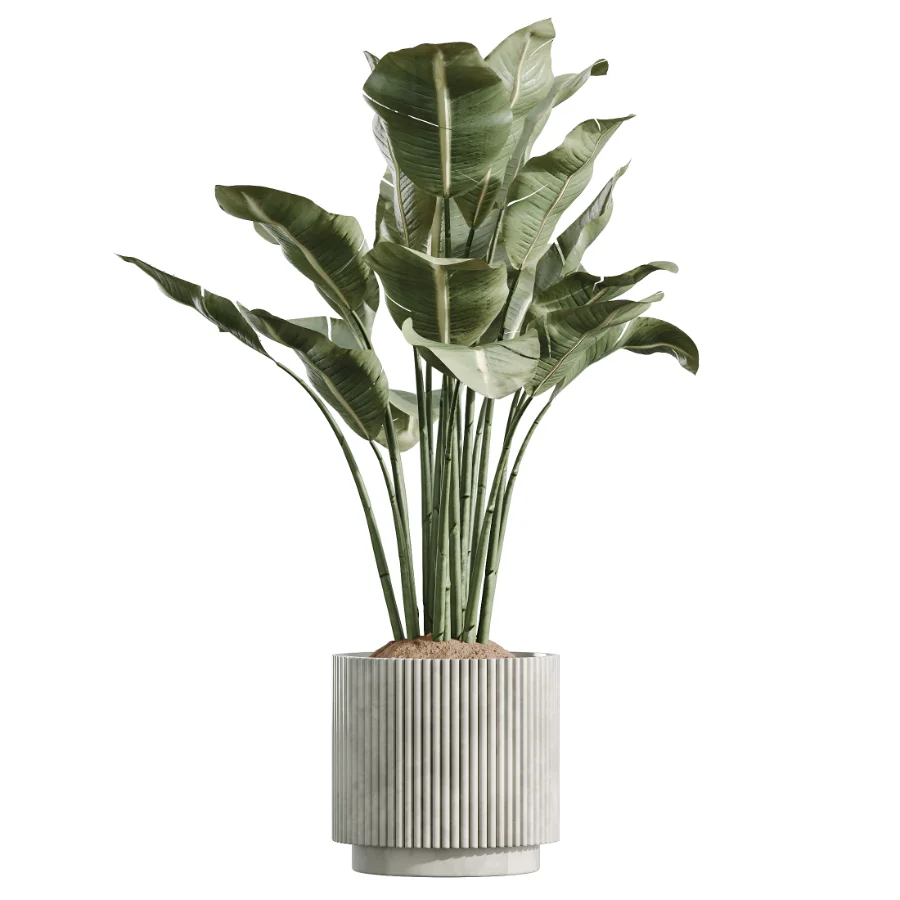 AV Indoor Plants Set 608 Orange Bird Of Paradise Palm Olive Image 2