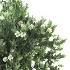 Whisper Bloom Myrtle 060 - Thumbnail 5