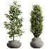 AV Indoor Plants Set 606 Bird Of Paradise Yucca Olive Schefflera Arboricola - Thumbnail 6