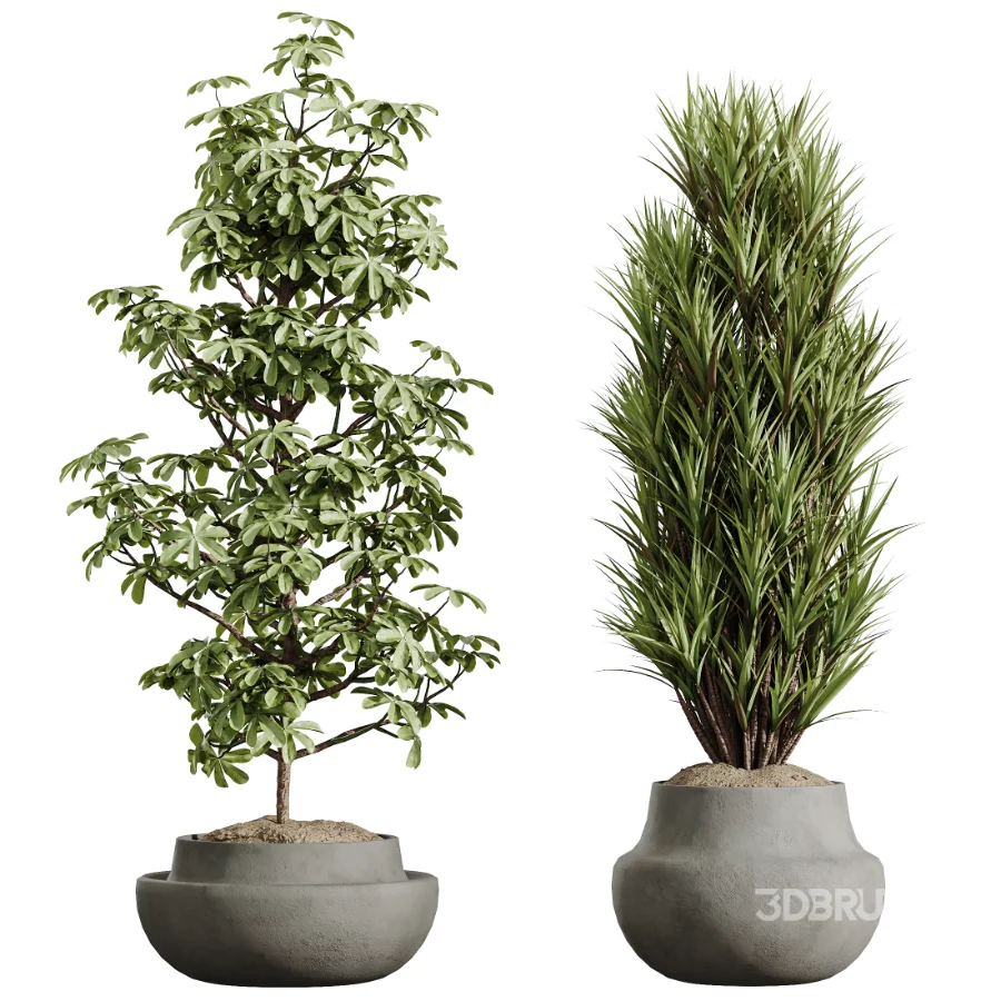 AV Indoor Plants Set 606 Bird Of Paradise Yucca Olive Schefflera Arboricola Image 6