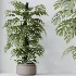 AV Indoor Plants Set 605 Ficus Binnendijkii Ficus Marginata Olive - Thumbnail 6