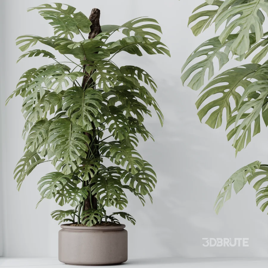 AV Indoor Plants Set 605 Ficus Binnendijkii Ficus Marginata Olive Image 6