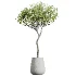 AV Indoor Plants Set 603 Chemlali Olive and Peace Lily and Olive Eucalyptus and Bird Of Paradise - Thumbnail 2