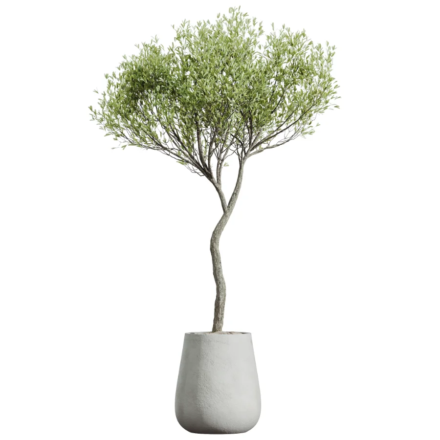 AV Indoor Plants Set 603 Chemlali Olive and Peace Lily and Olive Eucalyptus and Bird Of Paradise Image 2