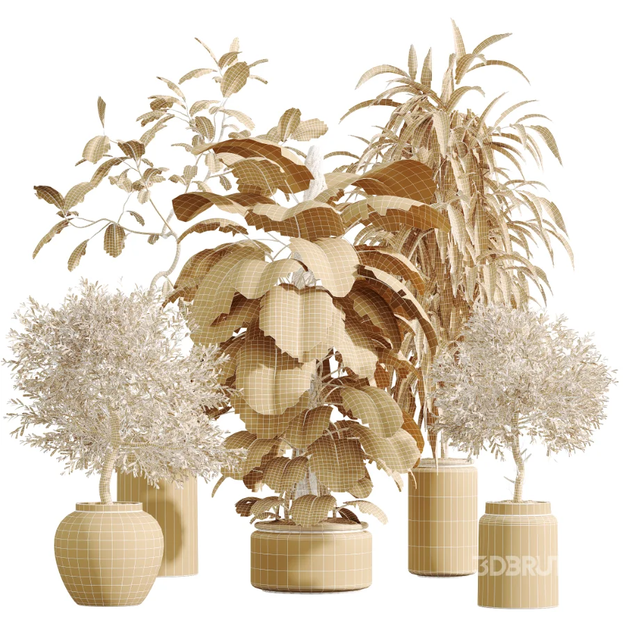 AV Indoor Plants Set 605 Ficus Binnendijkii Ficus Marginata Olive Image 8