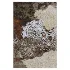 Carpet - Thumbnail 4