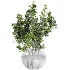 blueberry bouquet in vase - Thumbnail 2