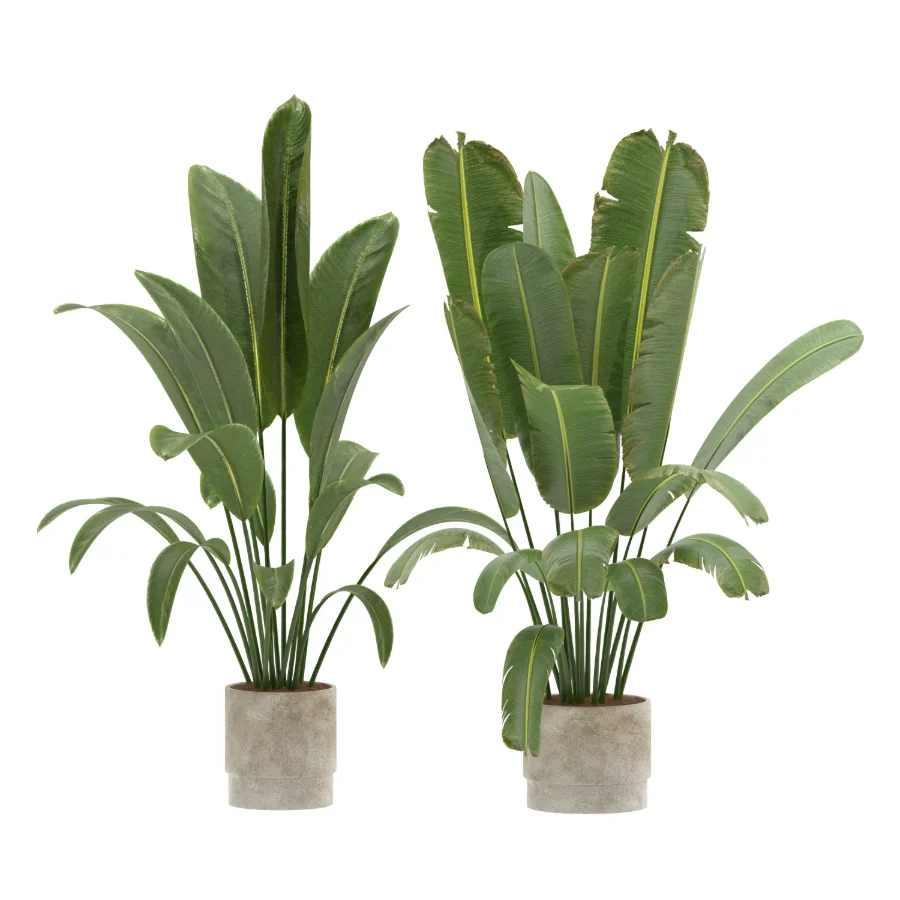Strelitzia Nicolai- Bird of Paradise-set-024 Image 1