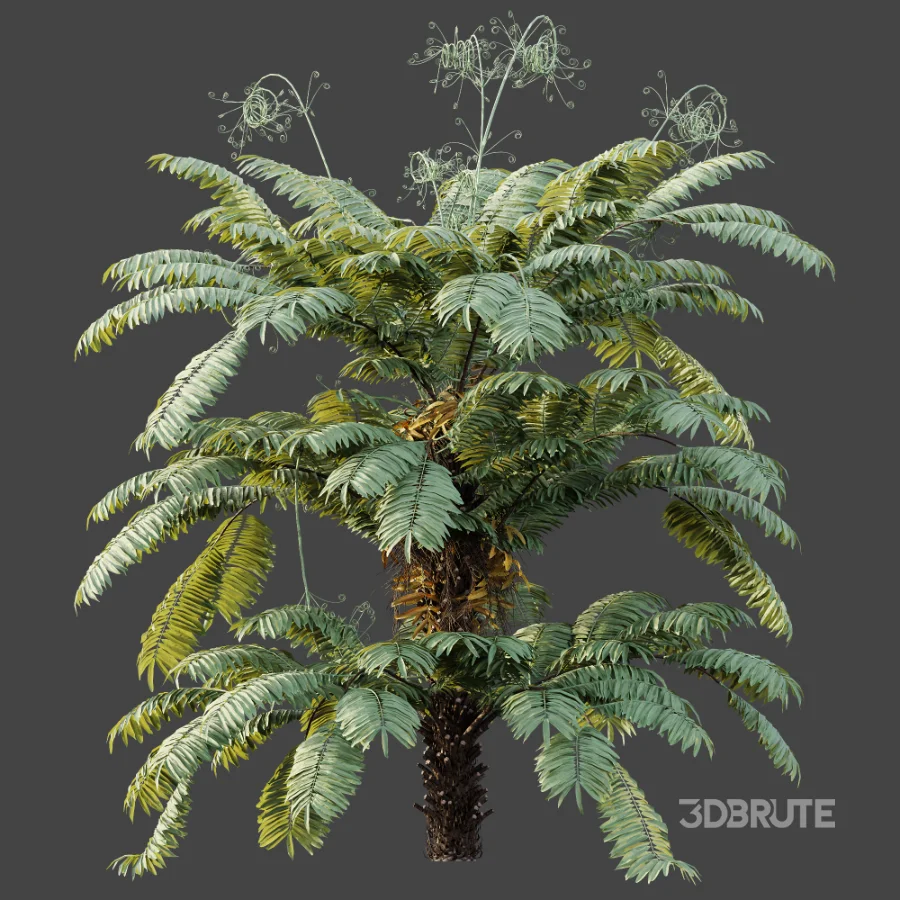 AV Plant Angiopteris Fokiensis Fern 6 Palm Bush 01 Image 6
