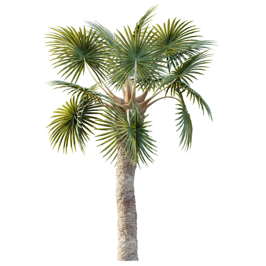 AV Plant Bismarckia Nobilisi Palm Tree 01 Image 4