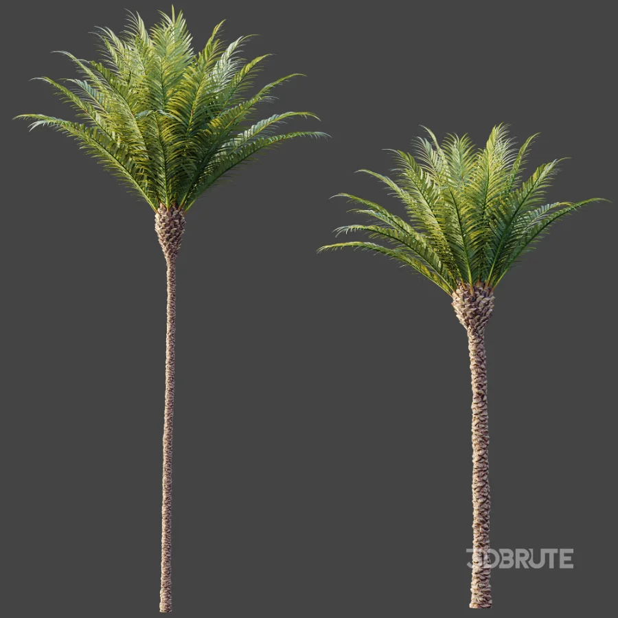 AV Plant Phoenix Canariensis Palm Tree 01 Image 7