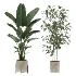 strelitzia-Nicolai-Ficus Benjamina-Plant-set-028 - Thumbnail 2