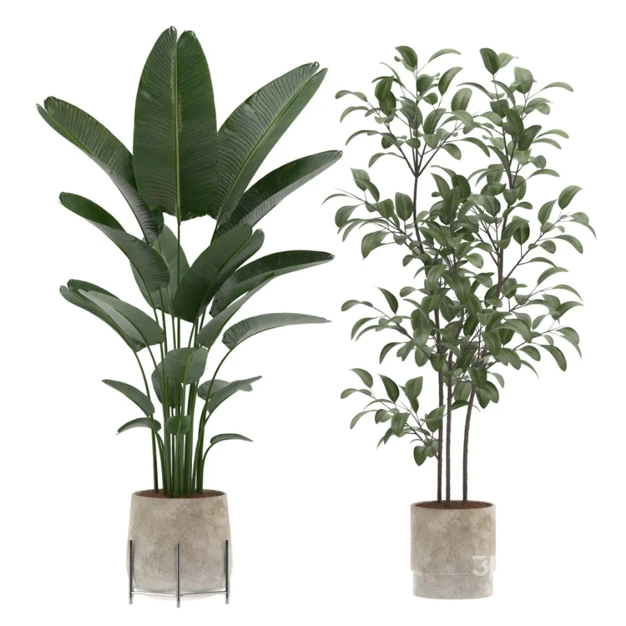 strelitzia-Nicolai-Ficus Benjamina-Plant-set-028 Image 2