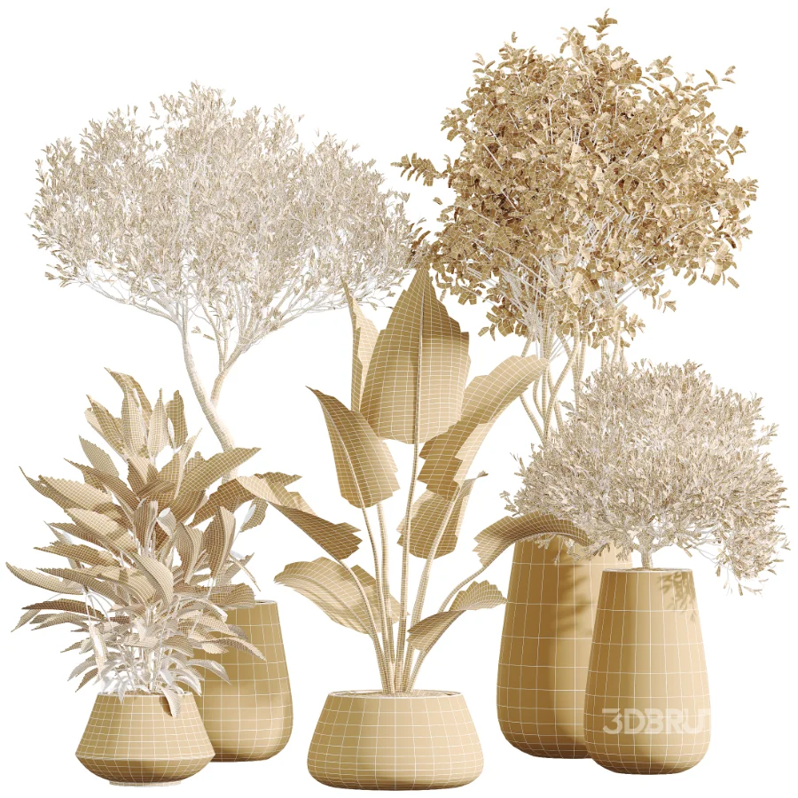 AV Indoor Plants Set 603 Chemlali Olive and Peace Lily and Olive Eucalyptus and Bird Of Paradise Image 8