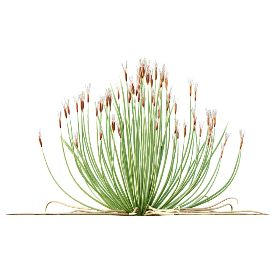 AV Plant Trichophorum Cespitosum Tufted Bulrush Rasenbinse Deer Grass Image 2