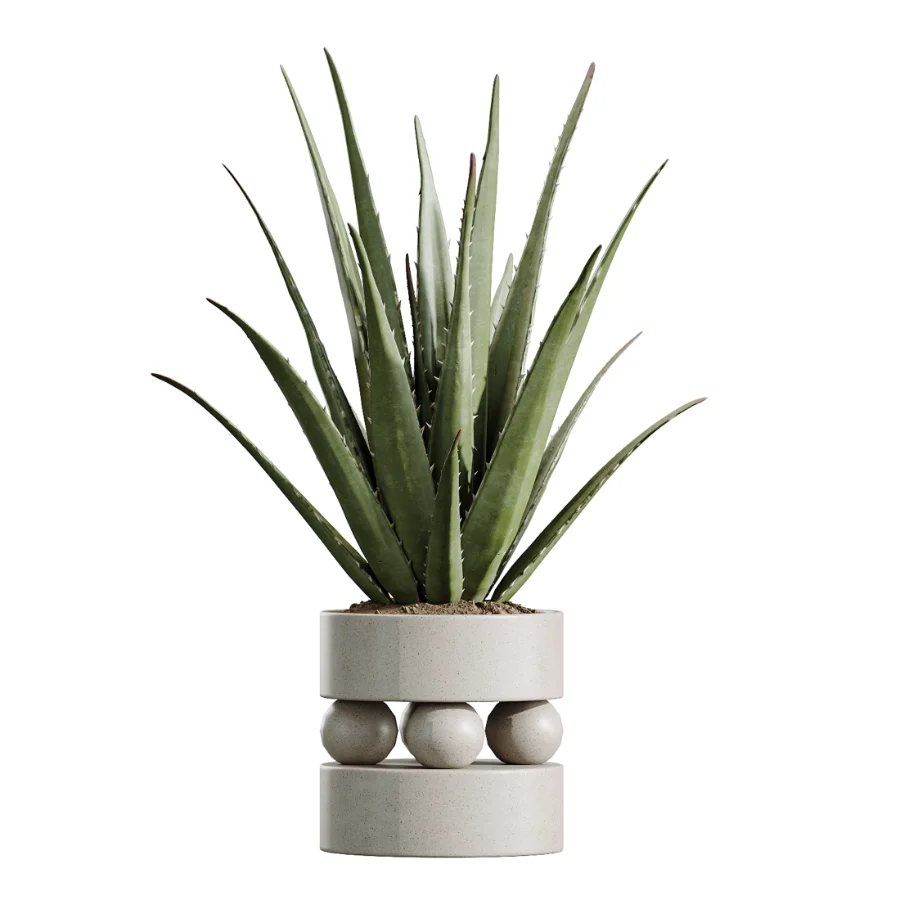 AV Indoor Plants Set 620 Aloe Vera Succulents Ruffled Fan Palm Areca Palm Briful Image 4