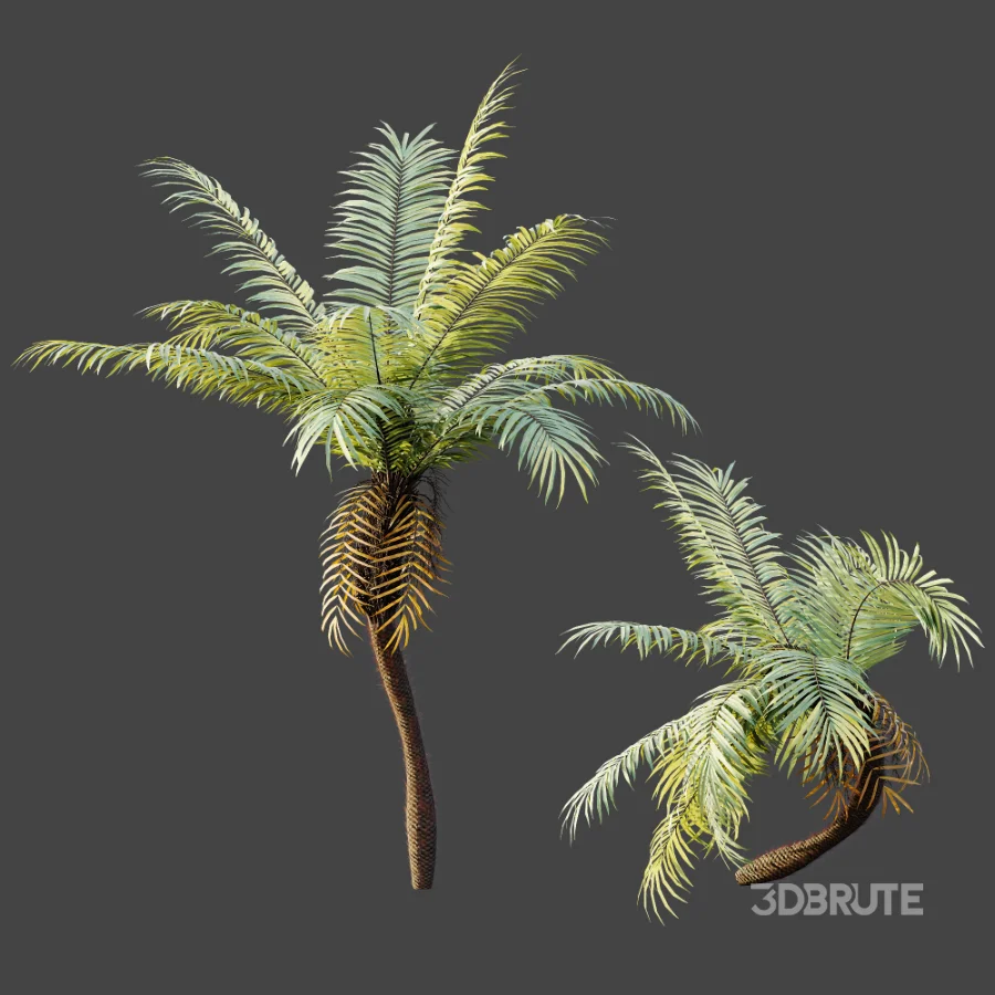 AV Plant Brainea Insignis Fern Palm Tree 02 Image 2