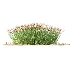 AV Plant Trichophorum Cespitosum Tufted Bulrush Rasenbinse Deer Grass - Thumbnail 4