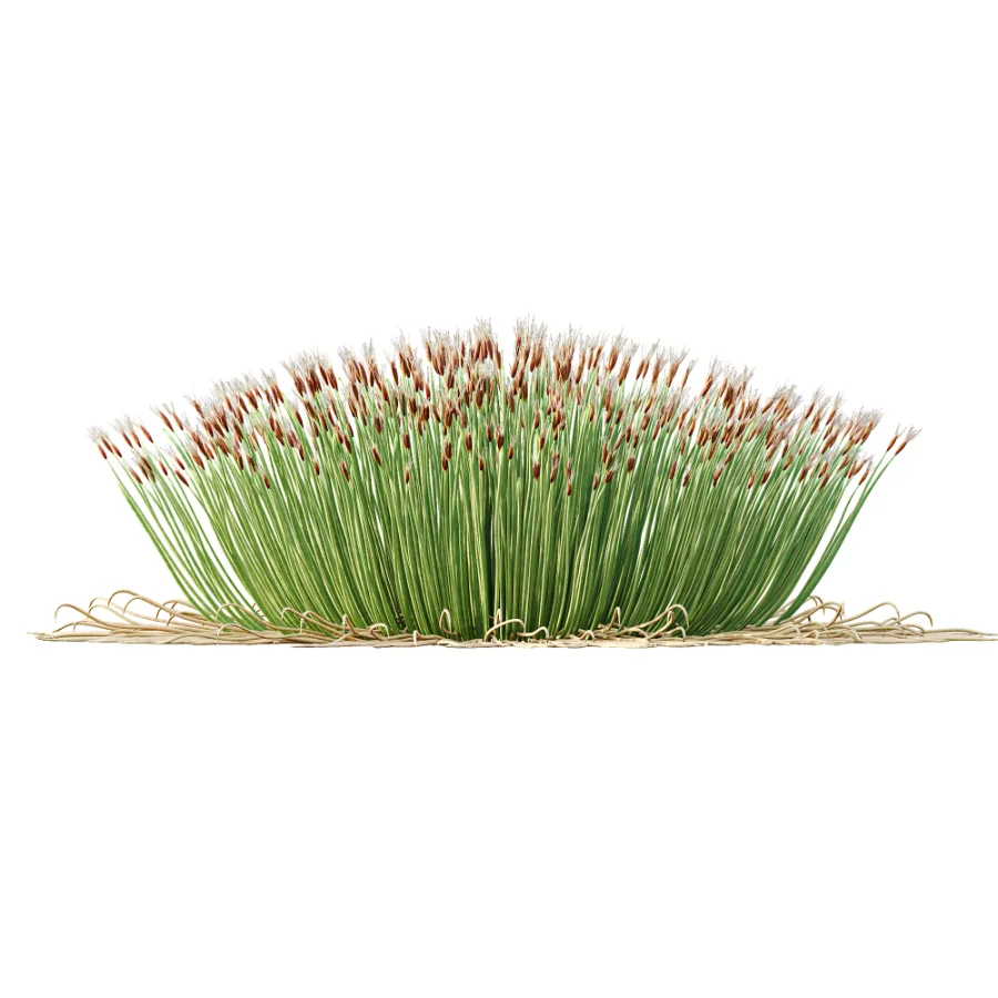 AV Plant Trichophorum Cespitosum Tufted Bulrush Rasenbinse Deer Grass Image 4