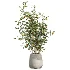 AV Indoor Plants Set 610 Orange Tree Ficus Alnus Glutinosa Lemon Lime - Thumbnail 6