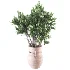 Whisper Bloom Myrtle 060 - Thumbnail 3