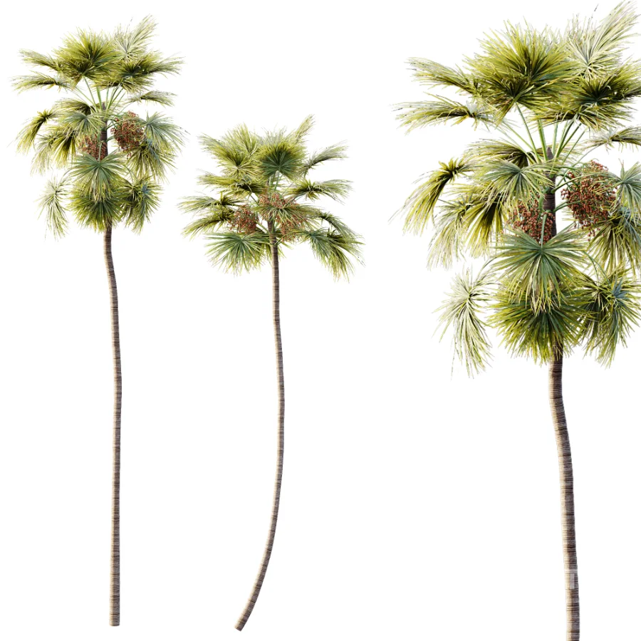 AV Plant Saribus Rotundifolius Palm Tree 01 Image 1