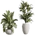 AV Indoor Plants Set 613 Olive Eucalyptus and Chemlali Olive and Ravenala Banana and Lemon Lime Cane - Thumbnail 7