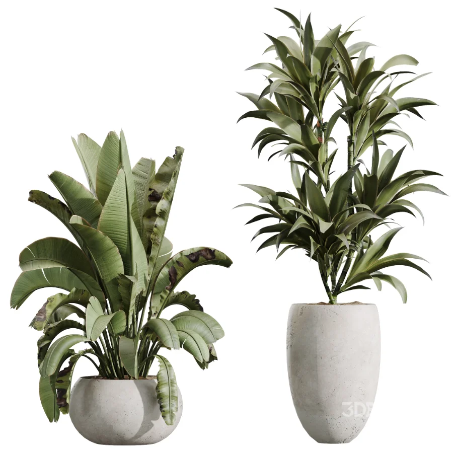 AV Indoor Plants Set 613 Olive Eucalyptus and Chemlali Olive and Ravenala Banana and Lemon Lime Cane Image 7